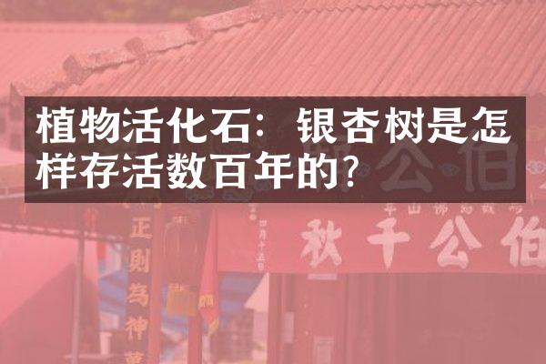植物活化石：银杏树是怎样存活数百年的？