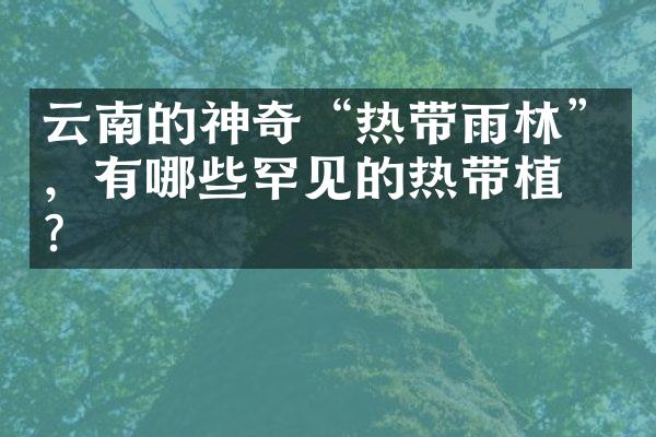 云南的神奇“热带雨林”，有哪些罕见的热带植物？
