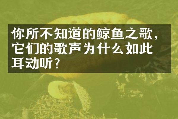 你所不知道的鲸鱼之歌，它们的歌声为什么如此悦耳动听？