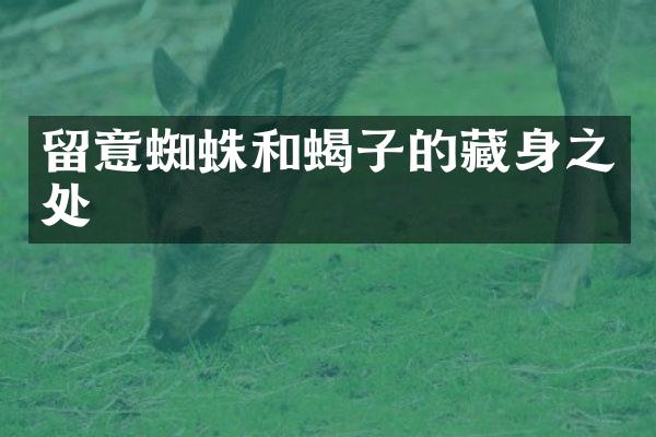 留意蜘蛛和蝎子的藏身之处