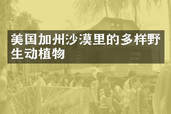 美国加州沙漠里的多样野生动植物
