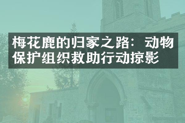 梅花鹿的归家之路：动物保护组织救助行动掠影