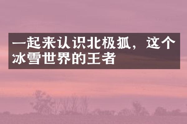 一起来认识北极狐，这个冰雪世界的王者