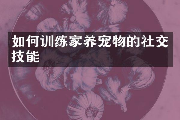 如何训练家养宠物的社交技能