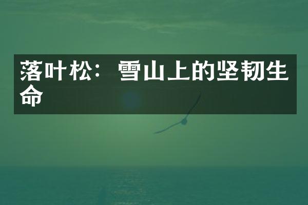 落叶松：雪山上的坚韧生命
