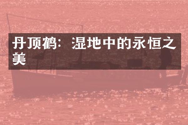 丹顶鹤：湿地中的永恒之美