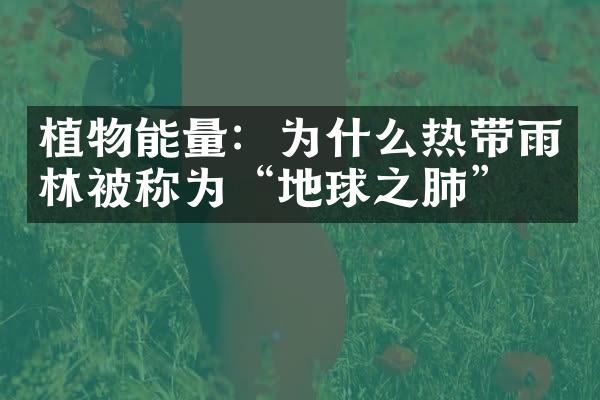 植物能量：为什么热带雨林被称为“地球之肺”