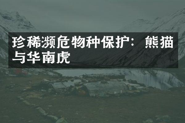 珍稀濒危物种保护：熊猫与华南虎