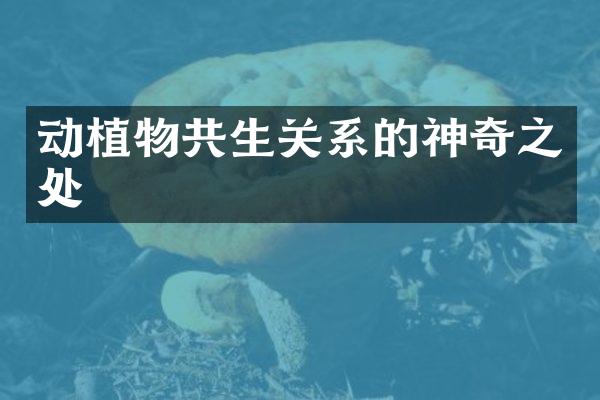 动植物共生关系的神奇之处