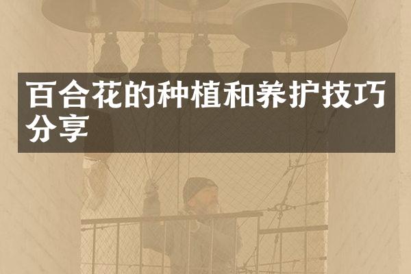 百合花的种植和养护技巧分享