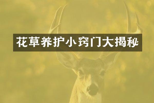 花草养护小窍门大揭秘