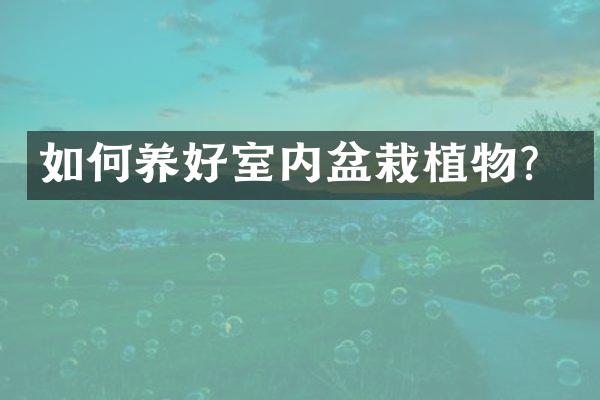 如何养好室内盆栽植物？