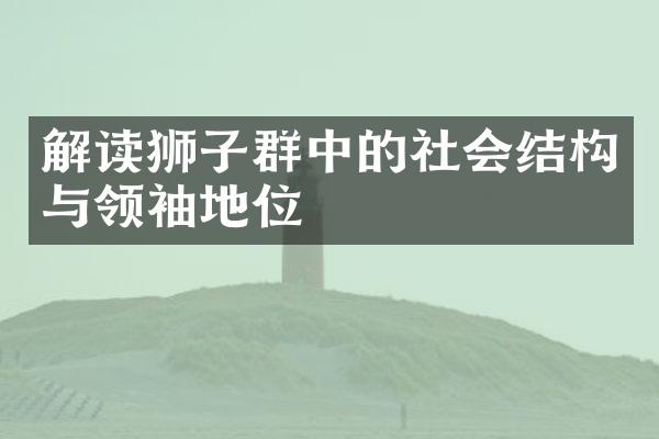 解读狮子群中的社会结构与领袖地位