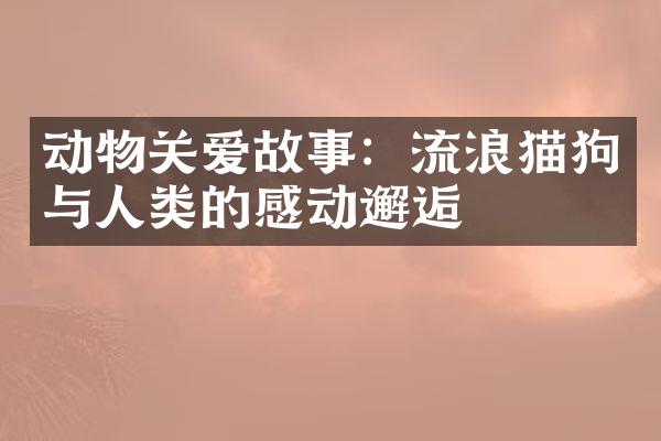 动物关爱故事：流浪猫狗与人类的感动邂逅