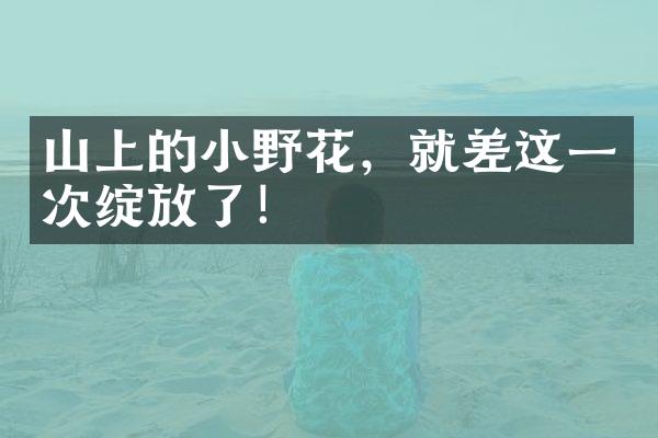 山上的小野花，就差这一次绽放了！