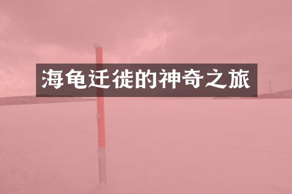海龟迁徙的神奇之旅