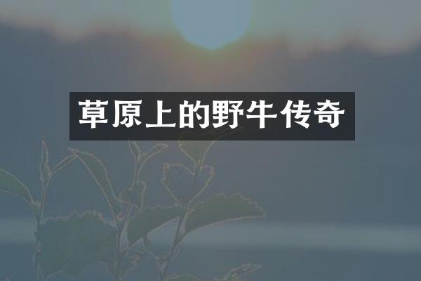 草原上的野牛传奇