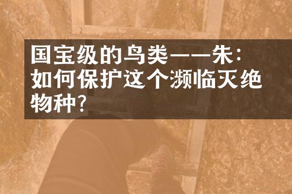 国宝级的鸟类——朱鹮：如何保护这个濒临灭绝的物种？