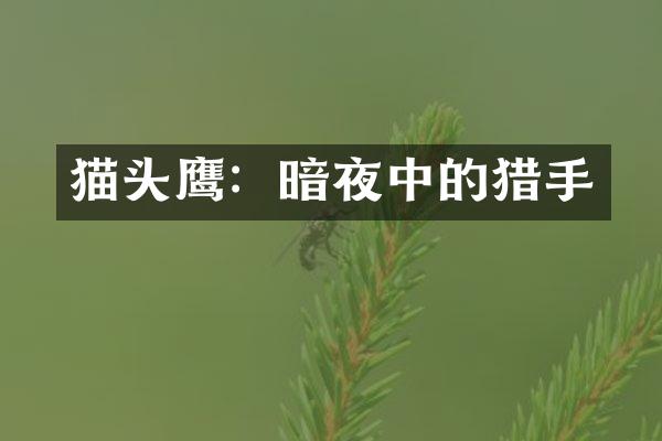 猫头鹰：暗夜中的猎手