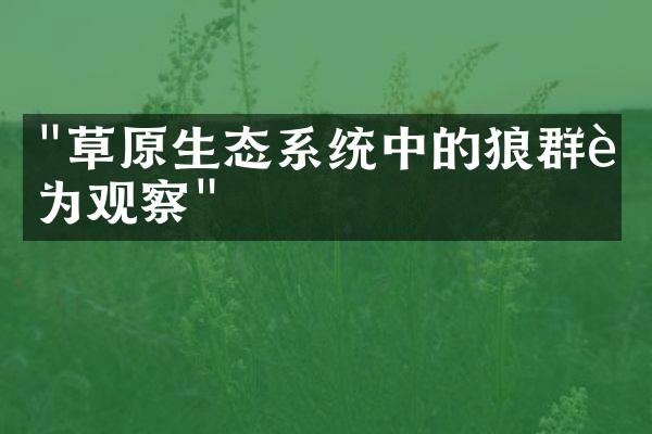 "草原生态系统中的狼群行为观察"