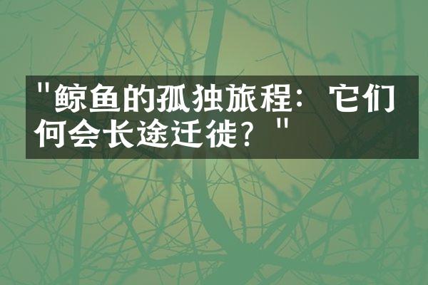 "鲸鱼的孤独旅程：它们为何会长途迁徙？"