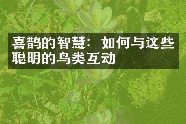 喜鹊的智慧：如何与这些聪明的鸟类互动