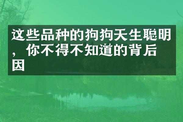 这些品种的狗狗天生聪明，你不得不知道的背后原因