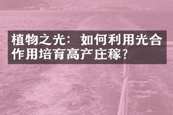 植物之光：如何利用光合作用培育高产庄稼？