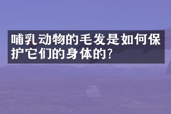哺乳动物的毛发是如何保护它们的身体的？