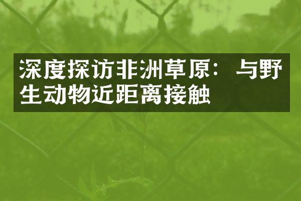 深度探访非洲草原：与野生动物近距离接触