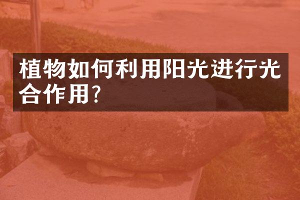 植物如何利用阳光进行光合作用？