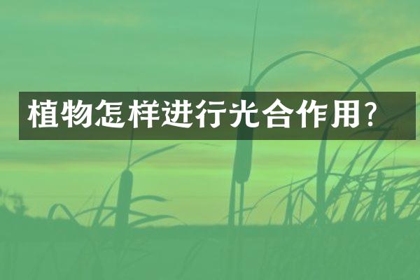植物怎样进行光合作用？