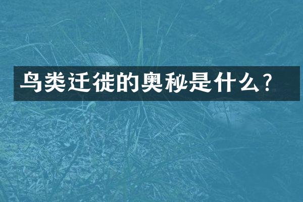 鸟类迁徙的奥秘是什么？