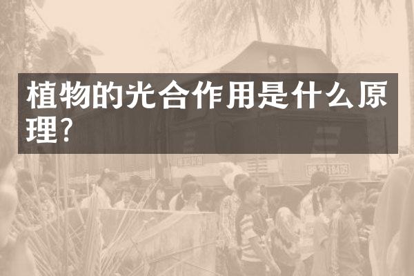 植物的光合作用是什么原理？