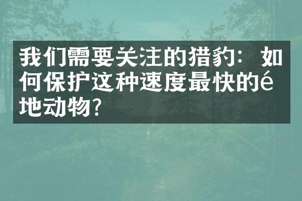 我们需要关注的猎豹：如何保护这种速度最快的陆地动物？