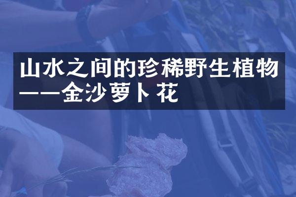 山水之间的珍稀野生植物——金沙萝卜花