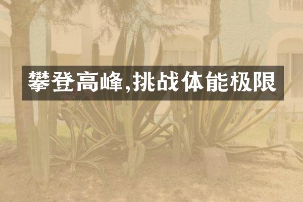 攀登高峰,挑战体能极限