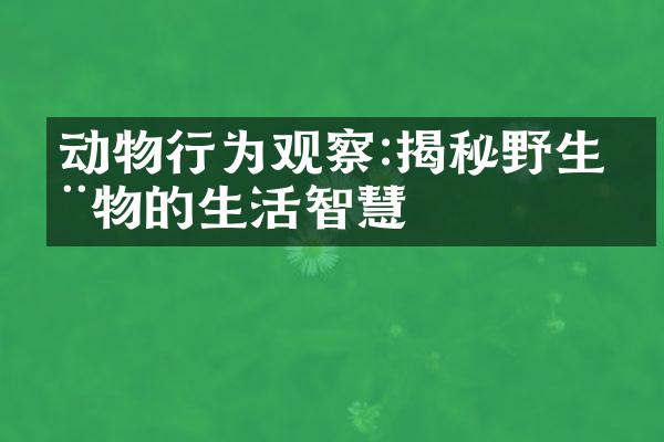 动物行为观察:揭秘野生动物的生活智慧