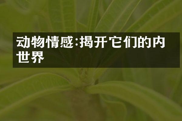 动物情感:揭开它们的内心世界