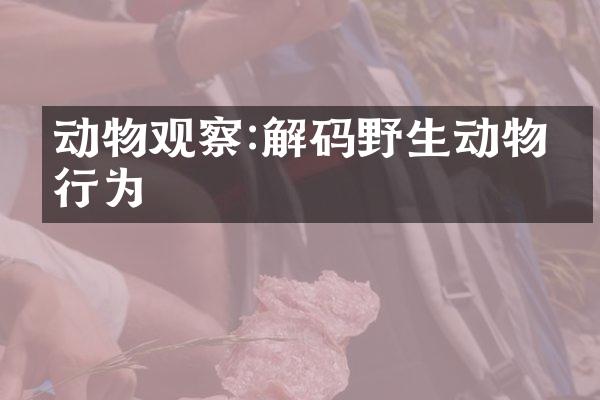 动物观察:解码野生动物的行为