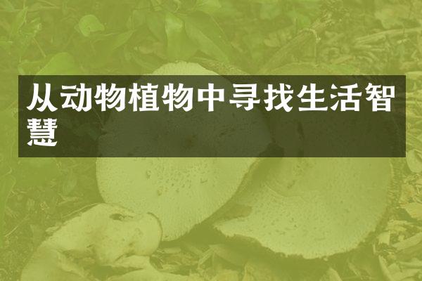 从动物植物中寻找生活智慧