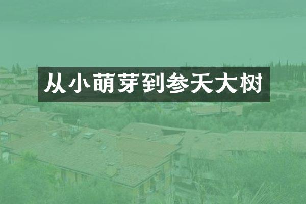 从小萌芽到参天大树
