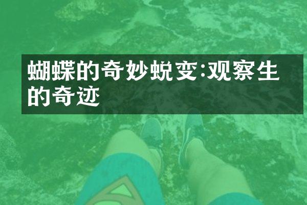 蝴蝶的奇妙蜕变:观察生命的奇迹