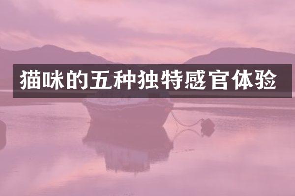 猫咪的五种独特感官体验
