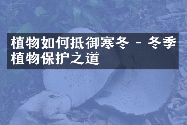 植物如何抵御寒冬 - 冬季植物保护之道