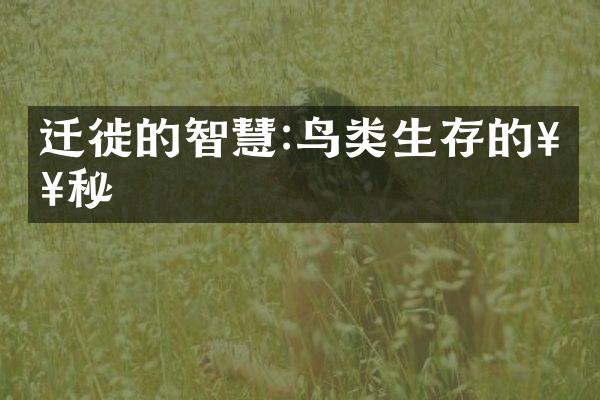迁徙的智慧:鸟类生存的奥秘