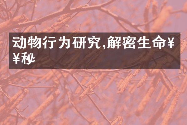 动物行为研究,解密生命奥秘