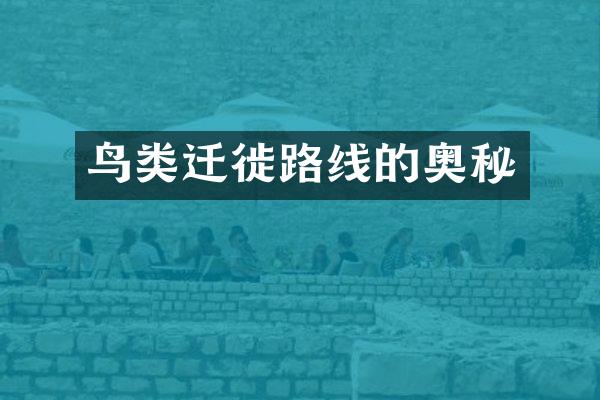 鸟类迁徙路线的奥秘