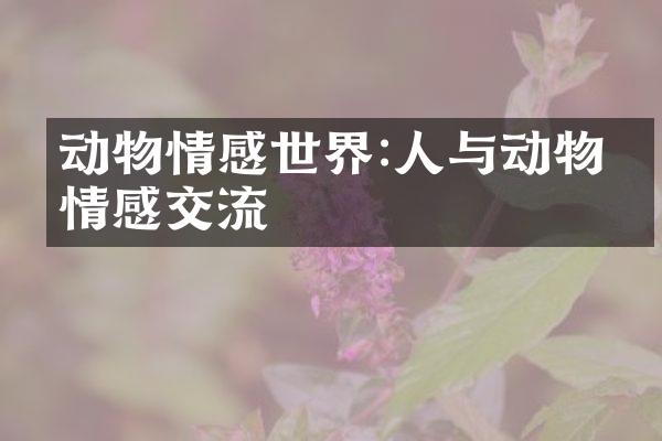 动物情感世界:人与动物的情感交流
