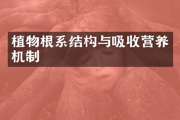 植物根系结构与吸收营养机制